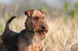 WELSH TERRIER 095